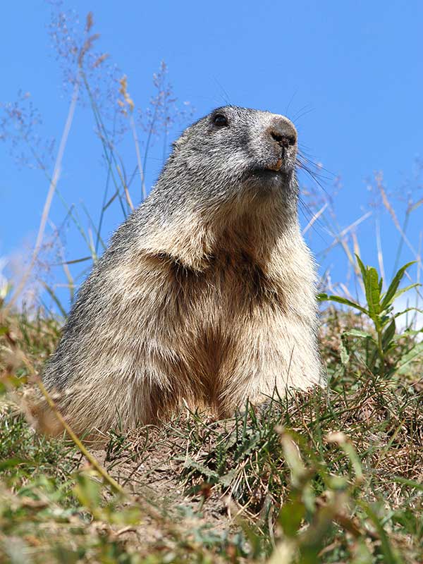 Marmotte, marmotte e ancora marmotte !!!